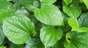 Chữa bệnh phụ khoa bằng lá lốt